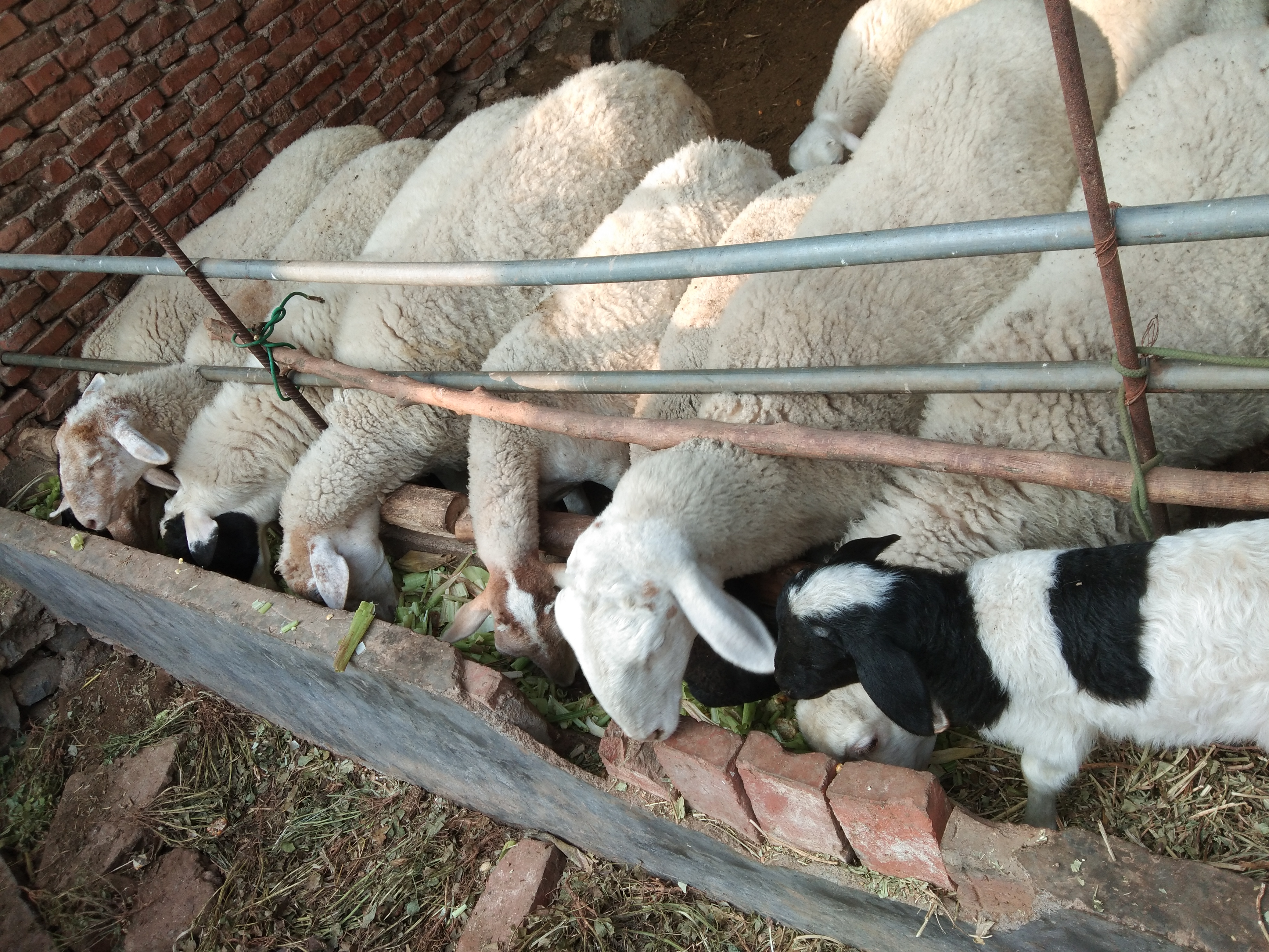 养羊常用的饲料添加剂,羊饲料中添加哪些药
