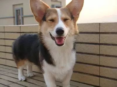 犬类图解,犬类大全100个视频