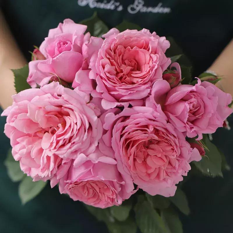 耐晒又香又好养的阳台月季,阳台月季好养吗