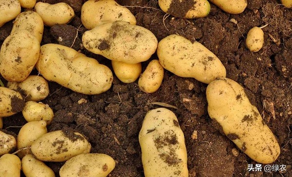 中国土豆十大产区,南方最好的马铃薯