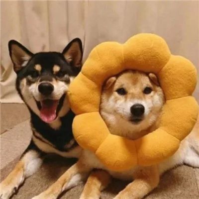 怎么消除家里宠物狗的异味,狗狗细菌多怎么消灭