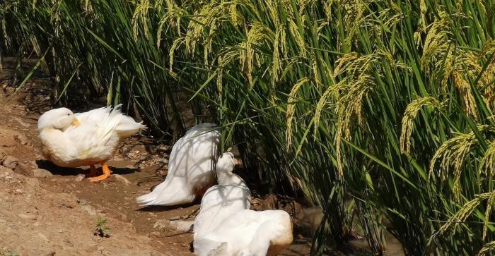 内蒙古乡村产业振兴典型案例,内蒙古草原乡村振兴示范