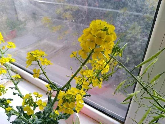 这6种菜根不要丢,哪4种菜根不能丢在家盆栽