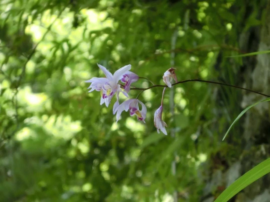 冬天常见中药植物图片及功效,花期长的草本植物图片