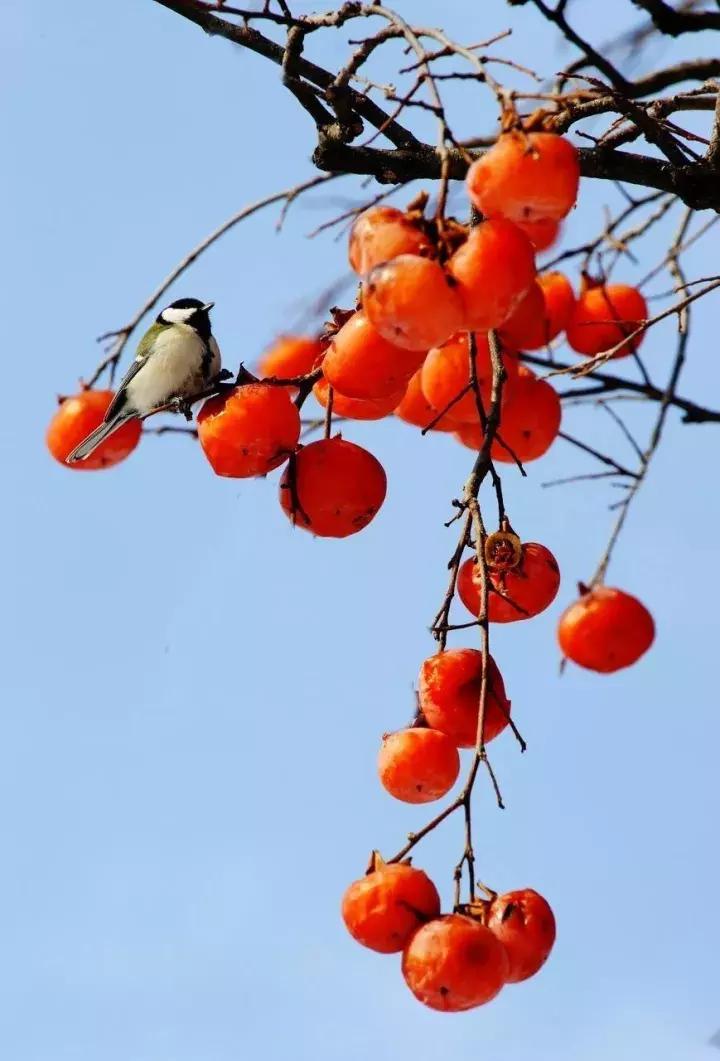 柿子熟了美文赏析,柿子熟了美图100张