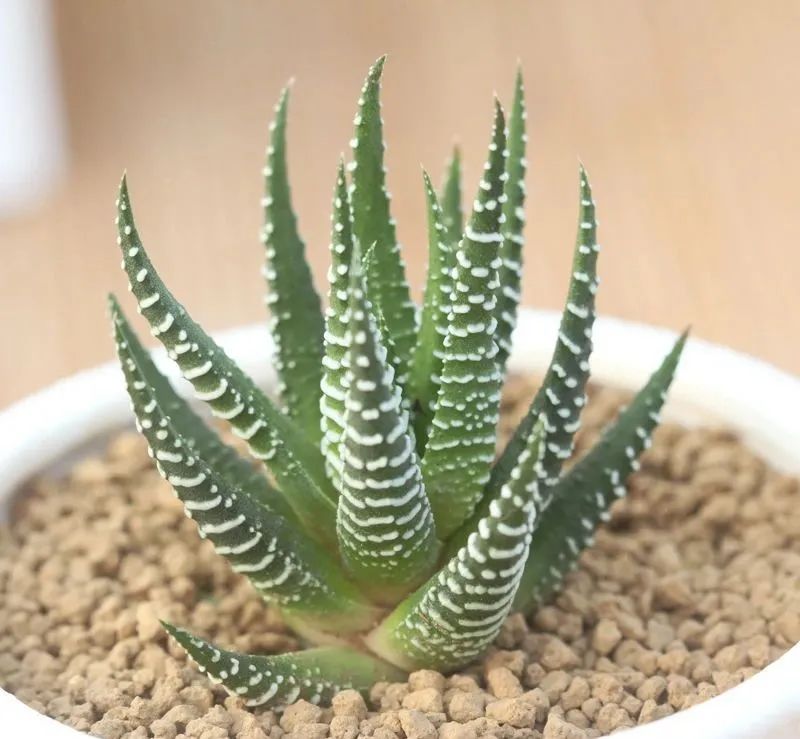 鼠尾兰多肉植物的养护,狐尾兰怎么养才好看