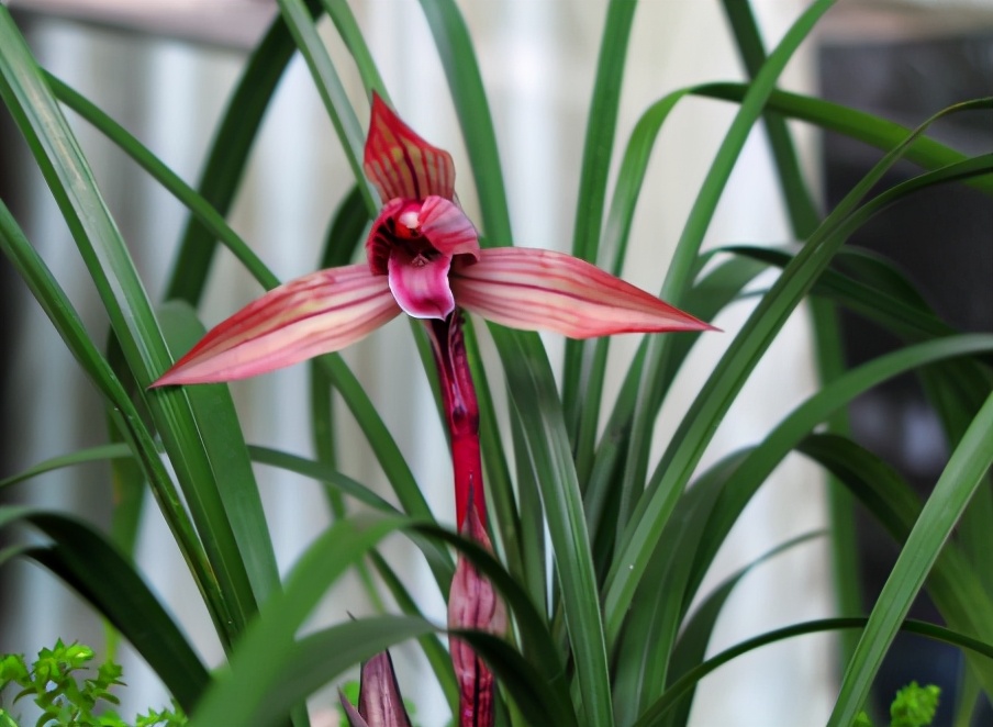 贵的兰花和便宜的兰花有什么区别,市面上的兰花和昂贵的兰花区别