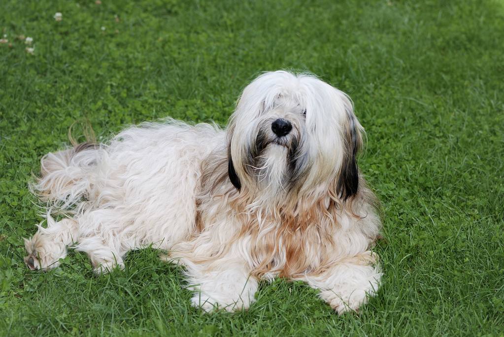 最适合中国人养的十种狗,全世界常见的70种狗