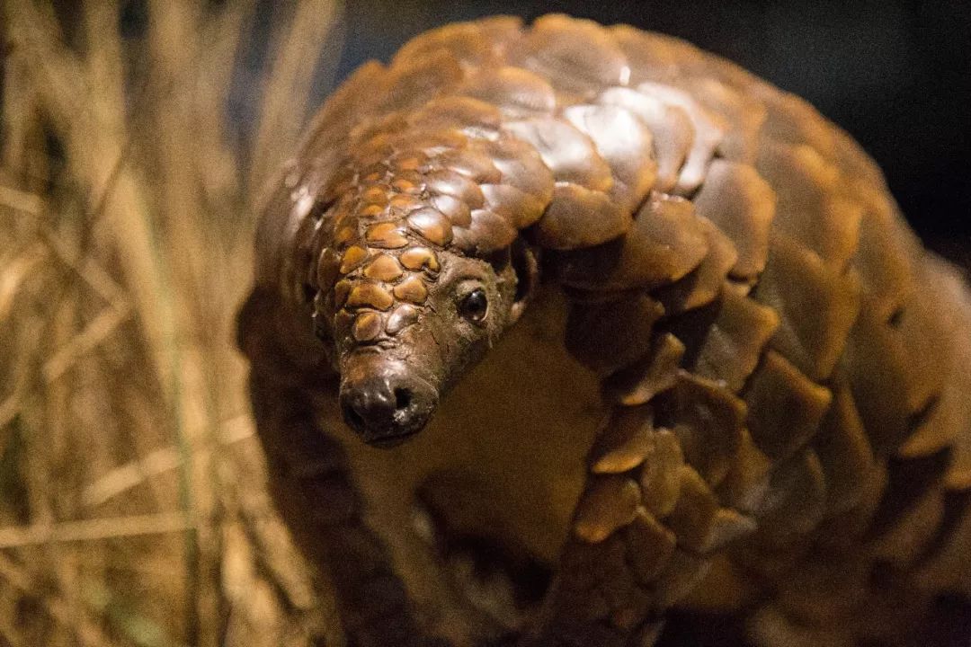 李时珍未解之谜,李时珍历史记载