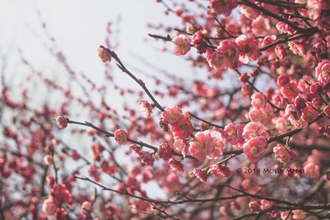 康泰时f2镜头评测,康泰时contaxg21f2.8镜头