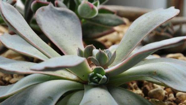 蓝石莲烂根后怎么处理,蓝石莲怎么养才能爆盆