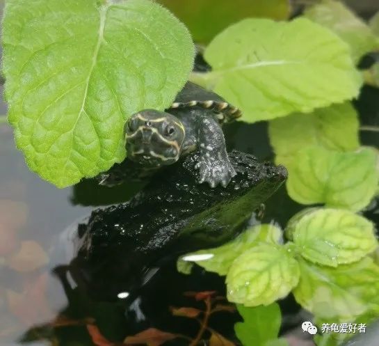 养龟知识大全视频,夏天养龟不死的知识