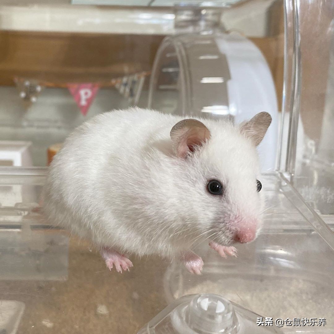 仓鼠“离家出走”是本性，经历过寒冷与饥饿后，鼠鼠选择了回笼