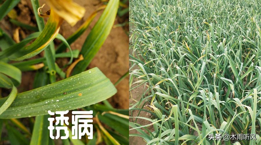 大蒜小葱得了黄锈病怎么治,大蒜锈病如何防治效果好