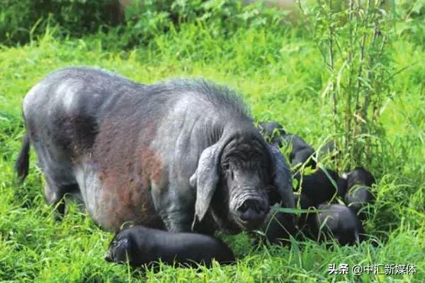 名猪大集合,看看你认识几个?