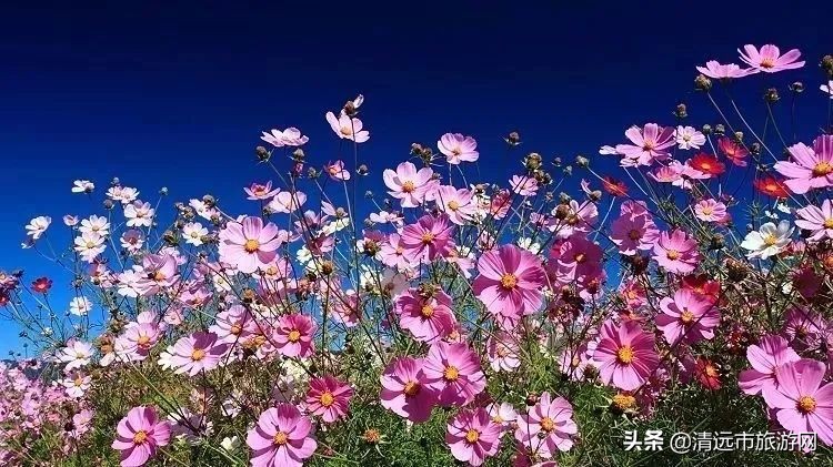 美景就在家门口下句是,美景就在家门外