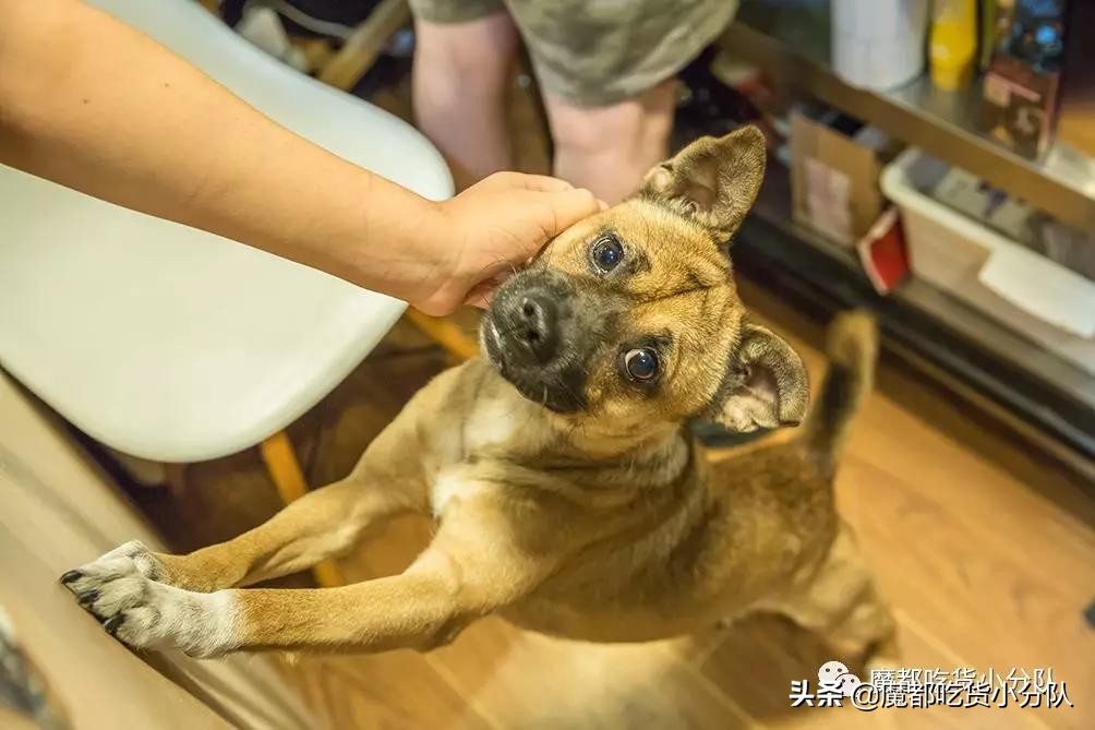 行家才知道的糖水铺们｜魔都low甜品清单③