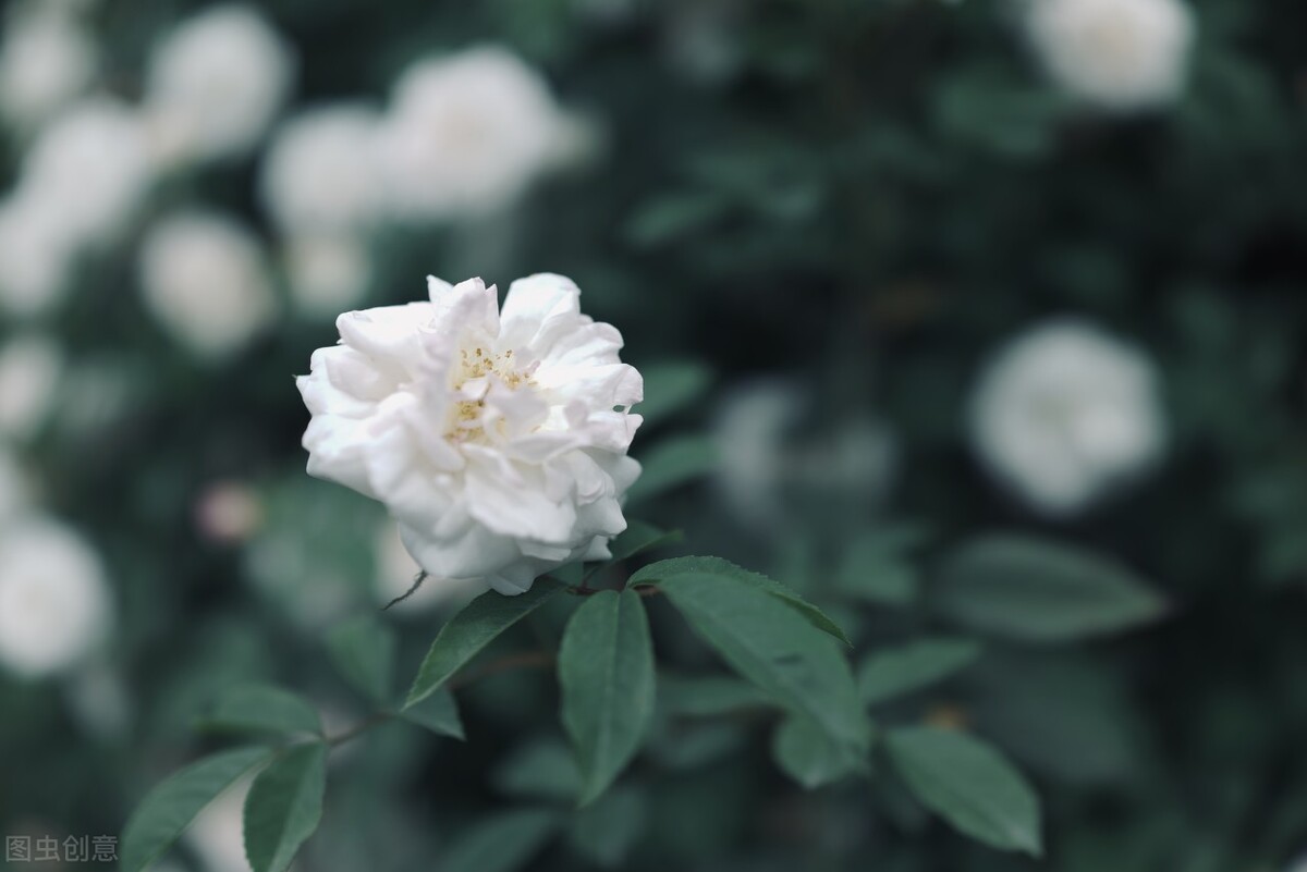 说说双子座最讨厌的星座是什么,双子座讨厌你会彻底删微信吗