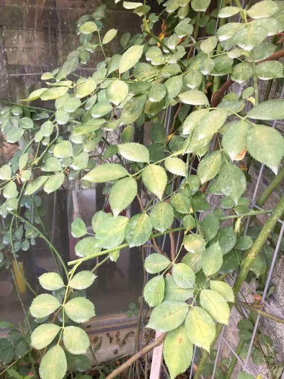 水养花怎么杀虫最快,三角梅生虫自制杀虫水