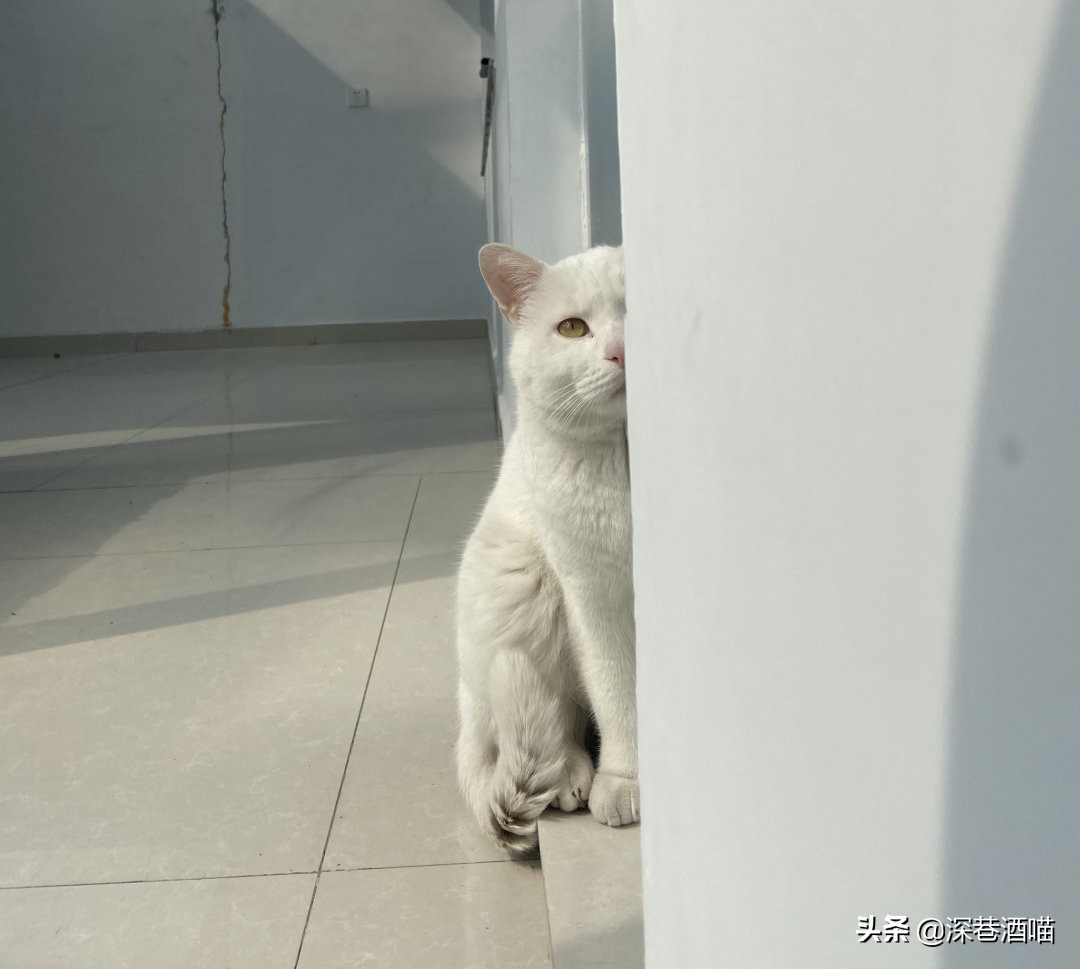 中国的田园犬有多聪明,田园猫的身体素质有多强