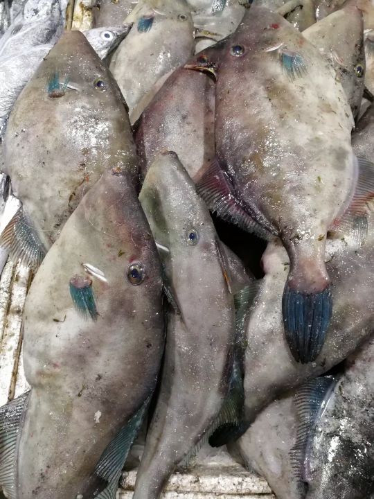 威海哪里有刚出海回来的海鲜,威海买海鲜哪里的新鲜便宜