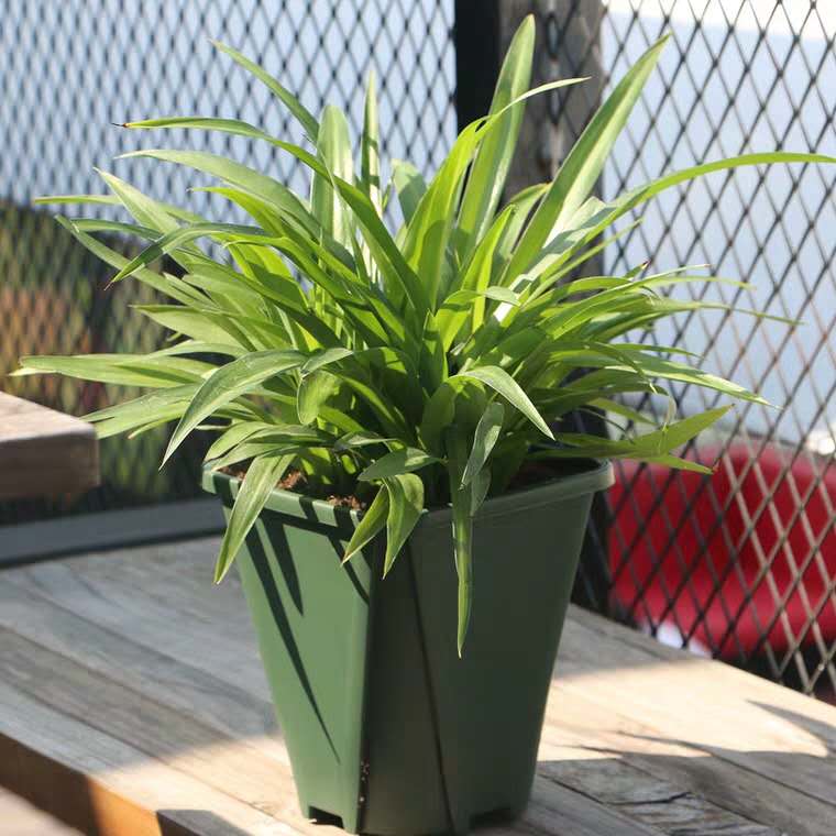 吊兰干尖怎么办,金边吊兰干尖怎么处理