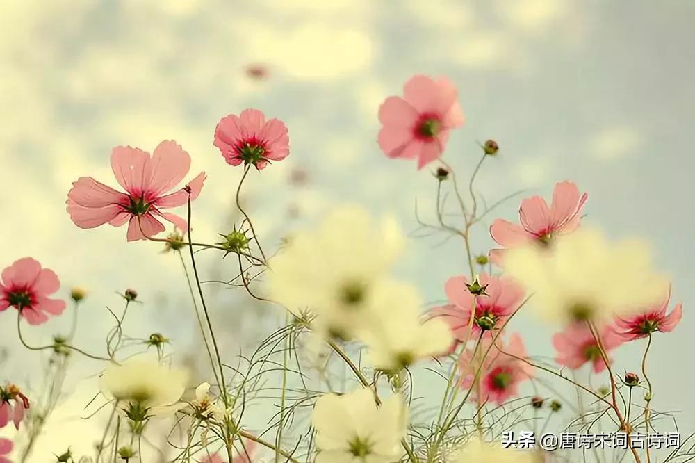 四月相聚的诗词,最美人间四月天唯美诗词