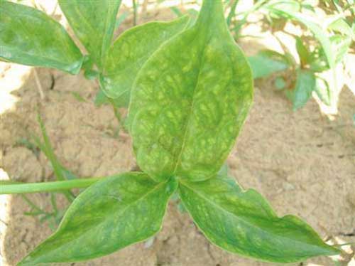 半夏出苗后用什么肥好,半夏出苗后需要打什么药