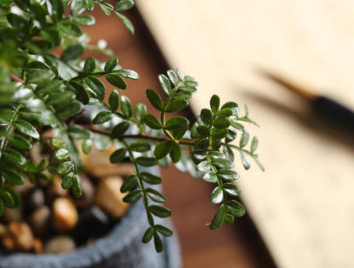 还在为胡椒木盆景秃顶烦恼?只要掌握这五点,一年四季清香四溢