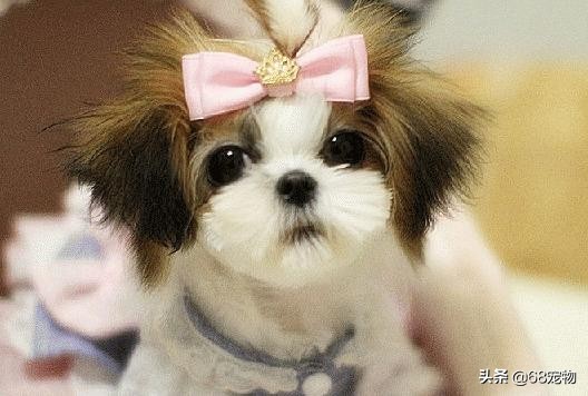 12星座适合养什么狗,12星座的女生适合养什么狗