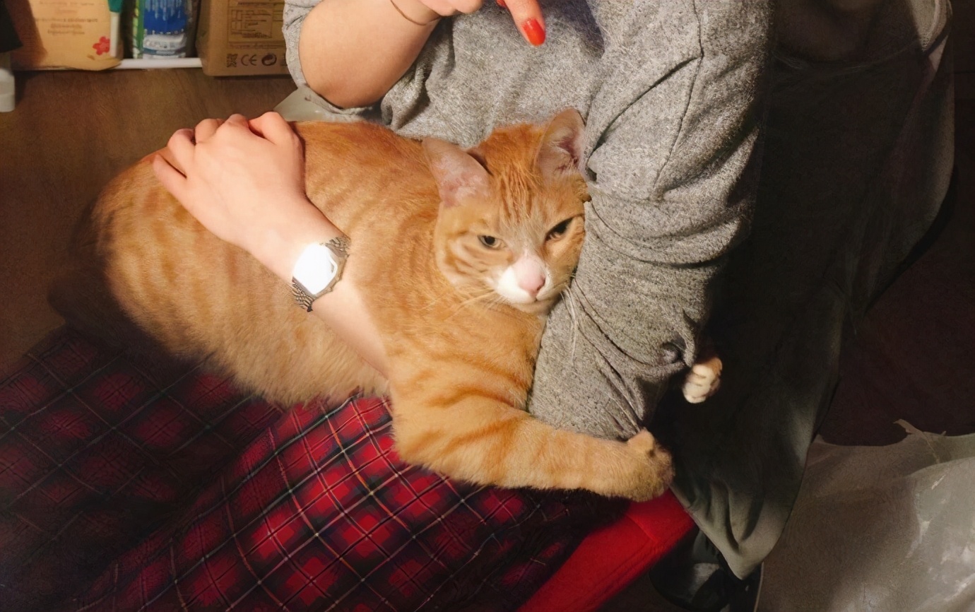 猫咪如果得了猫藓该怎么办,猫咪得了猫癣不让抹药怎么办