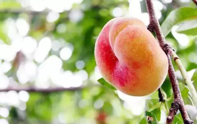 洛阳葡萄采摘最佳地点,最新洛阳附近可以采摘桃子的果园