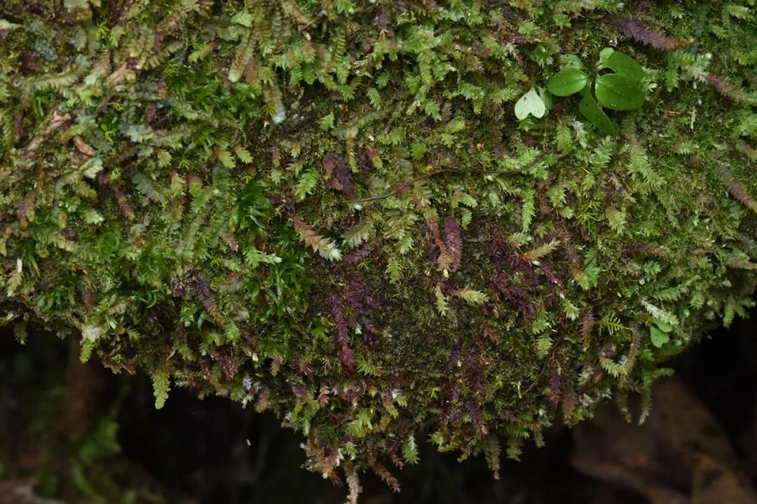 吃毒菇、睡蛇窝，只为挖一堆草，这个重庆博士要做当代神农