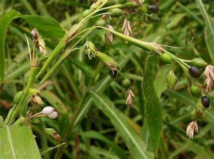 薏米如何辨别是否炒熟,怎么挑选薏米最正确