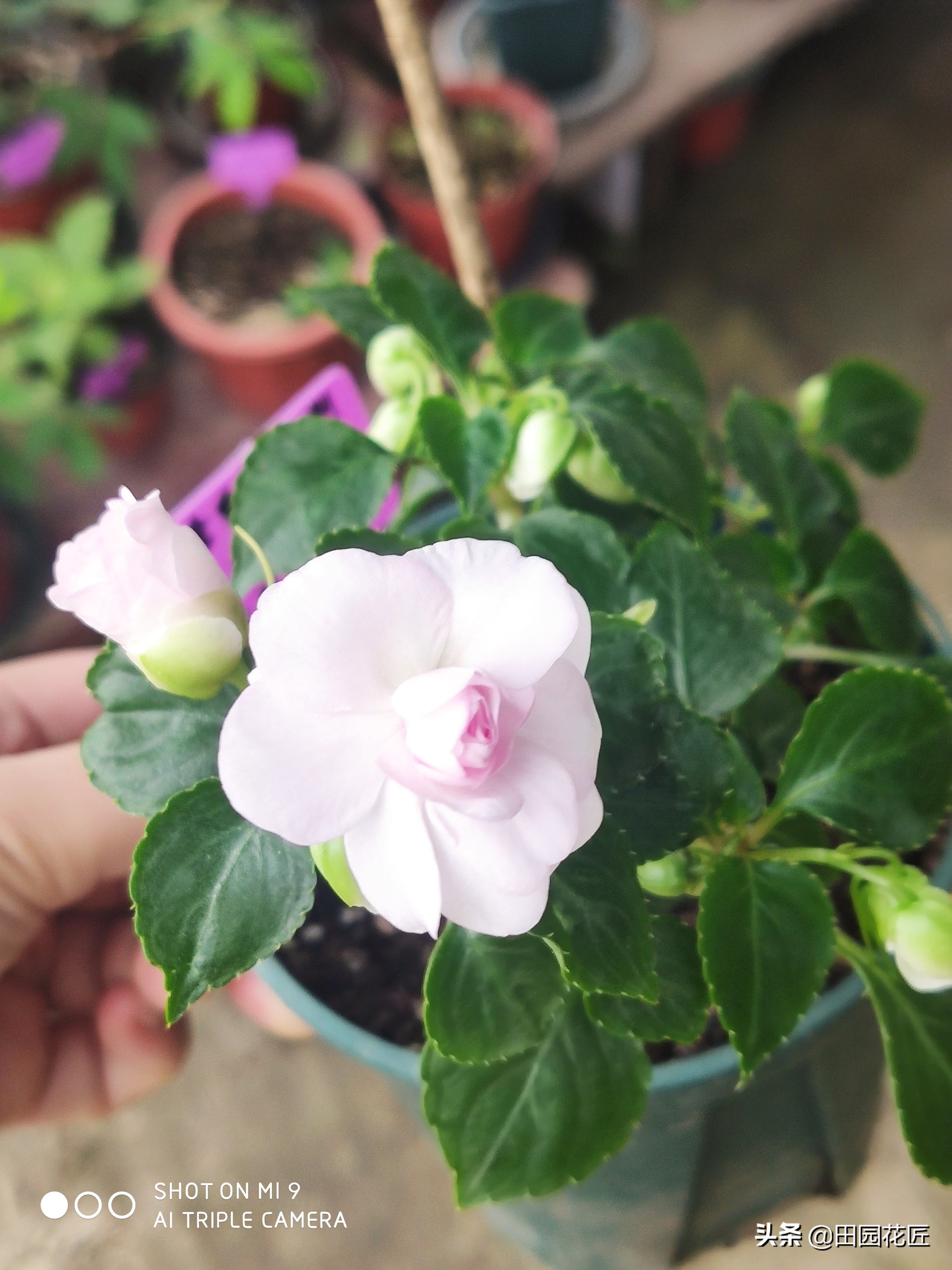 非洲重瓣凤仙，度夏困难易死株？其实不然，只因您没有这样养护