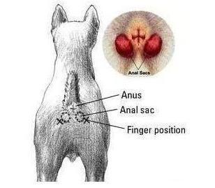 不给狗狗挤肛腺会得皮肤病吗,不给狗挤肛肠腺可以吗