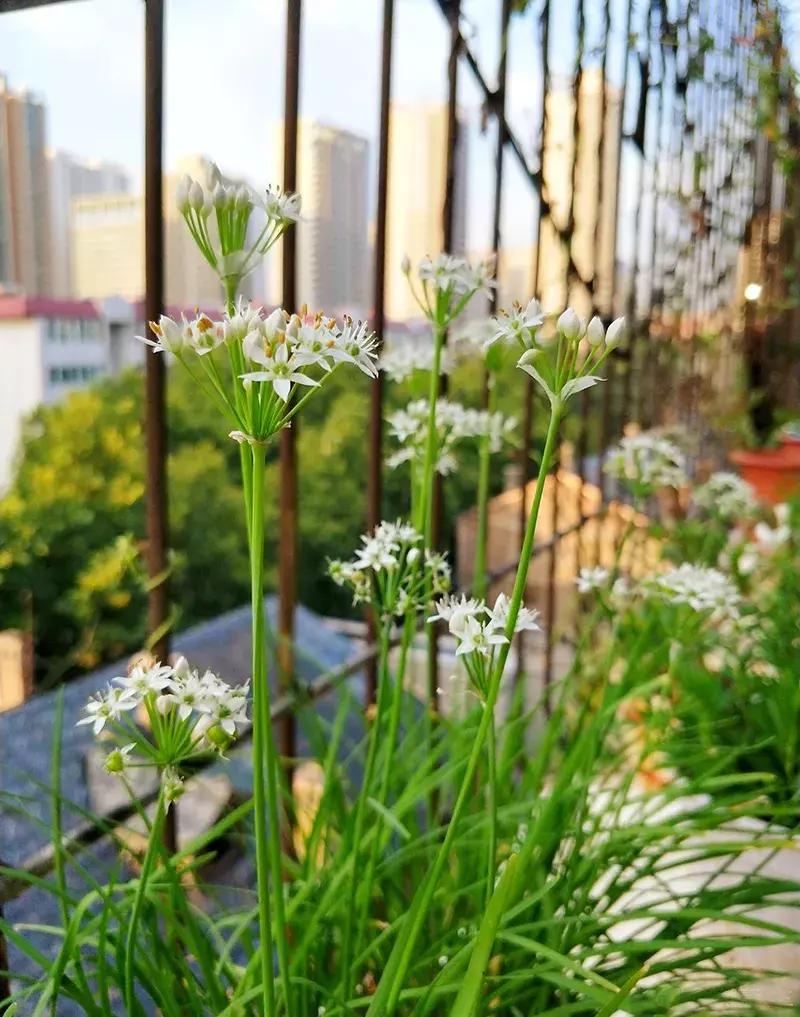 可以调味增香的蔬菜,让你越吃越香的蔬菜