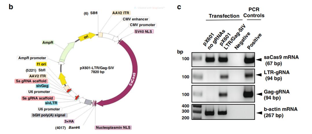 crispr攻克艾滋最新消息靠谱吗,攻克艾滋病病毒的最新进展