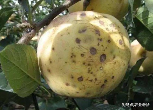 苹果苦痘病防治及施肥方法,苹果苦痘病怎么彻底解决