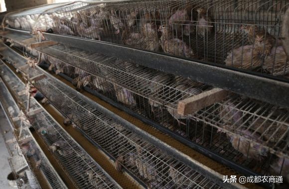 法巨鹌鹑养殖技术,鹌鹑的养殖技术需掌握这三点