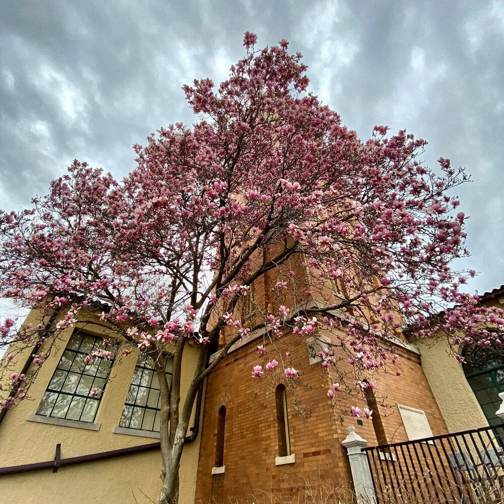 圣路易斯华盛顿大学美国排名,圣路易斯华盛顿大学世界排名