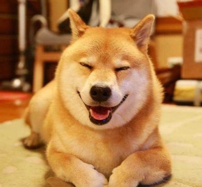 为什么说狗来富猪来穷,为啥说狗来富猫来穷