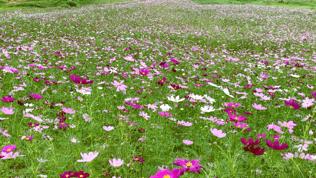 双流空港花田最新进展,双流空港花田开放了吗最新回复