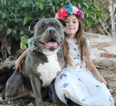 比狮子还厉害的猛犬,可以狩猎狮子的猛犬