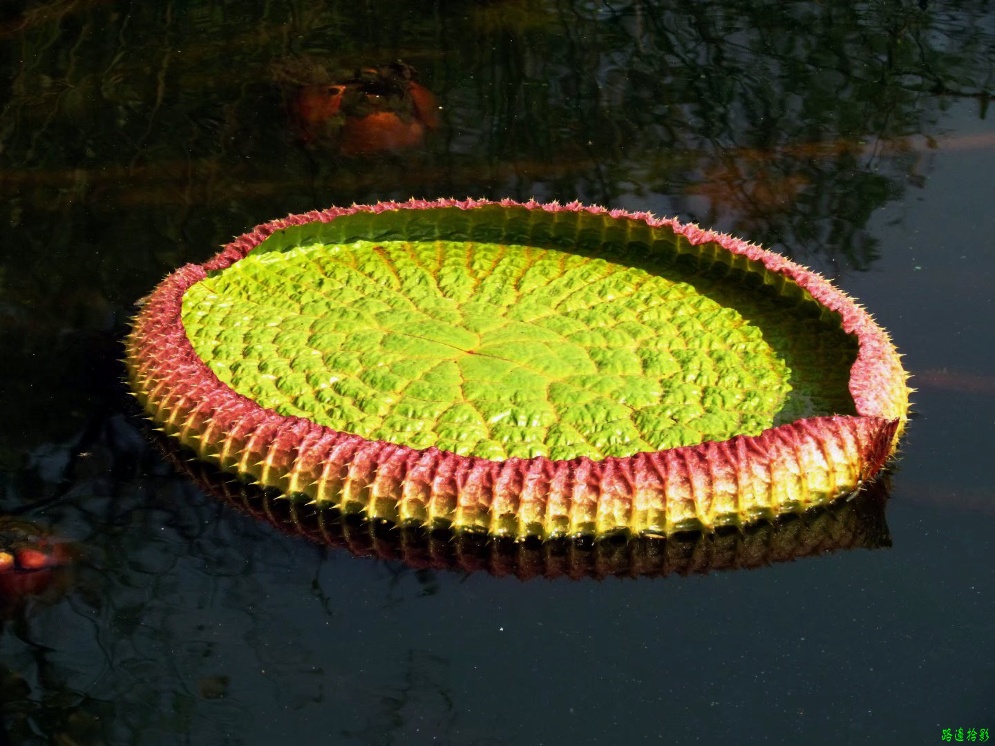 广州莲花山景点,岭南莲花山全景