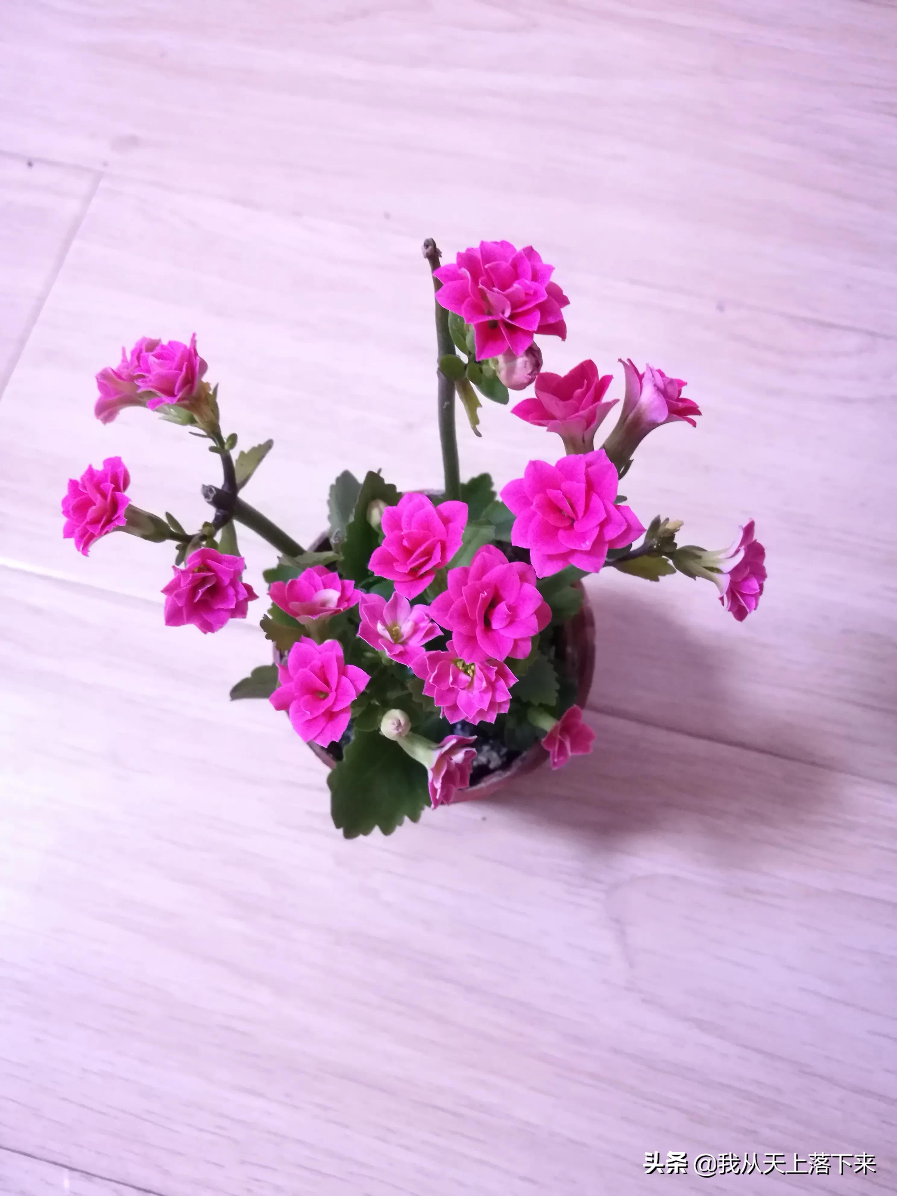 100张花朵美图,100张花图片大全