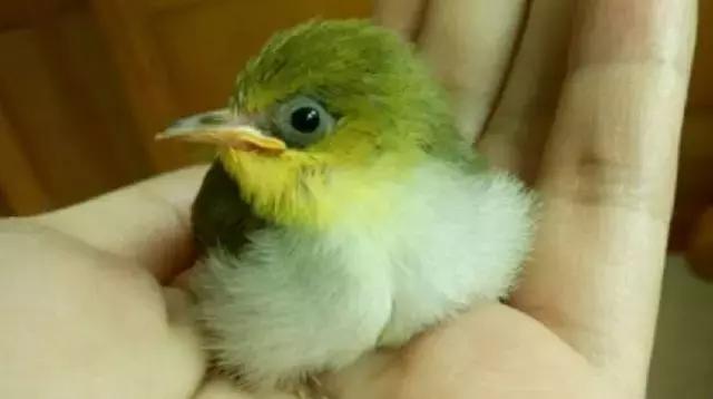 如何养好绣眼幼鸟,怎么样才能养好绣眼