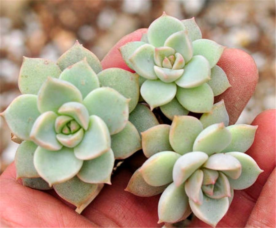 白牡丹多肉越来越白怎么回事,多肉白牡丹怎么度夏