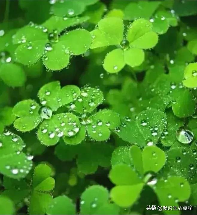 天气预报八月七日,七月十五阴雨天预示一年什么年景