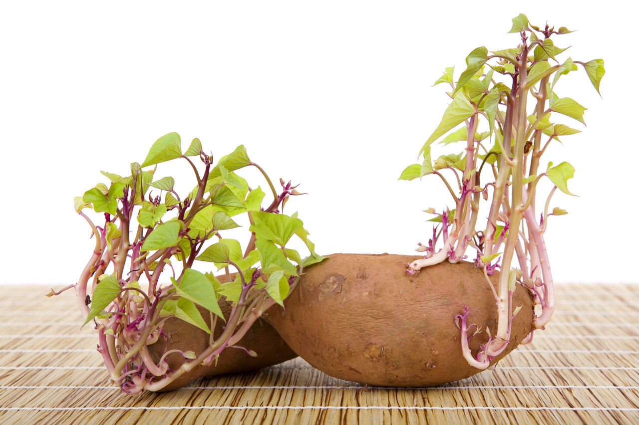 土豆种为什么烂一点苗子就蔫,土豆腐烂留下的臭味怎么消除